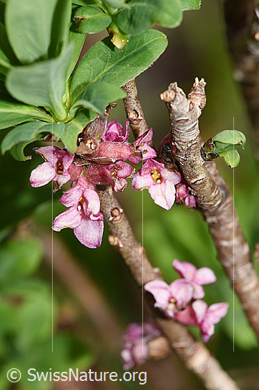 Echter Seidelbast (Daphne mezereum)