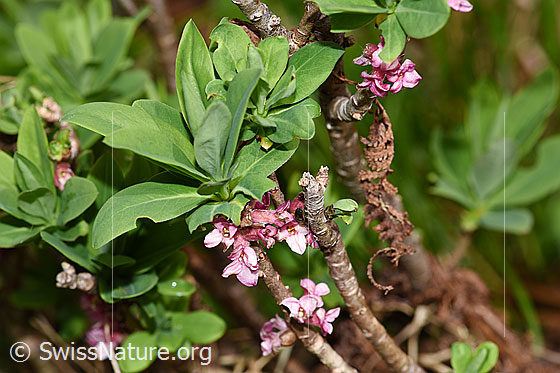 Photo: Daphne mezereum. Blossoms and leaves.