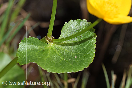 Foto: Sumpf-Dotterblume (Caltha palustris). Blätter und Stängel.