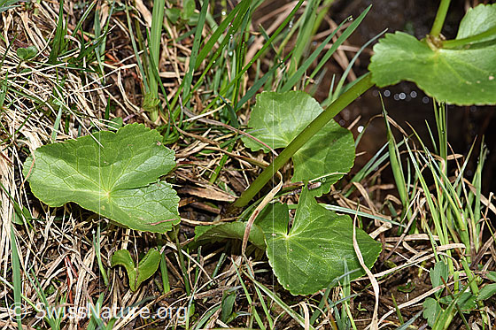 Foto: Sumpf-Dotterblume (Caltha palustris). Stängel und Blätter.