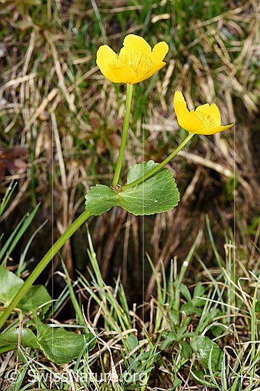 Photo: Caltha palustris. Blossoms, leaves and stem.