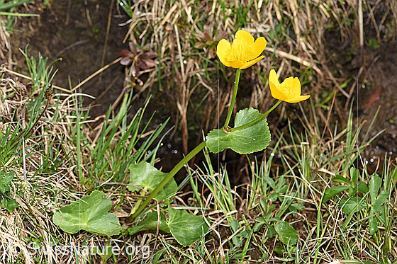 Photo: Caltha palustris. Whole plant (habiti).