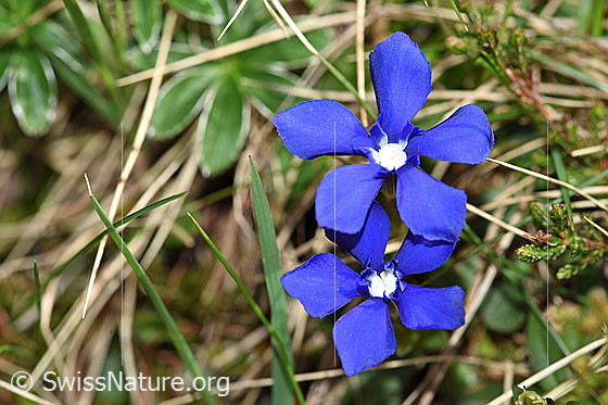 Photo: Gentiana verna. Blossoms. View from above.