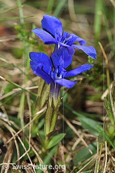 Photo: Gentiana verna. Whole plant (habiti). View from the side.