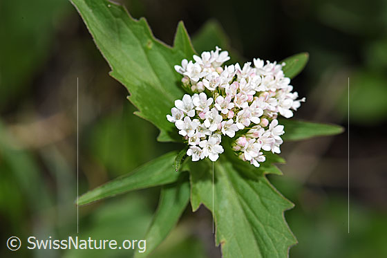 Photo: Valerina tripteris. Blossoms and leaves.