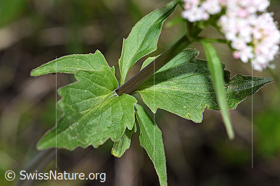 Photo: Valerina tripteris. Stem and leaves.