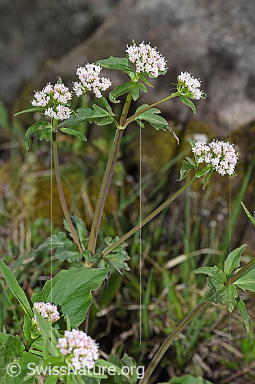Photo: Valerina tripteris. Inflorescences, stems and leaves.
