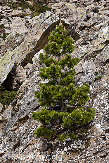 Photo: Pinus mugo. This mountain pine grows on a boulder.
