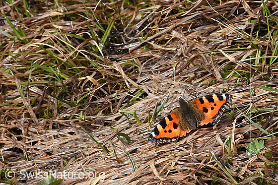 Photo: Aglais urticae. Wings open. View from diagonally above.