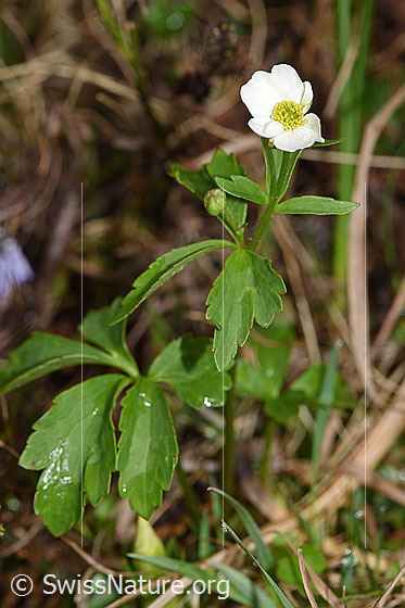 Foto: Eisenhutblättriger Hahnenfuss (Ranunculus aconitifolius). Ganze Pflanze.