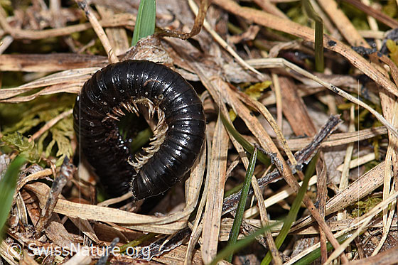 Schwarzer Schnurfüsser (Tachypodoiulus niger).