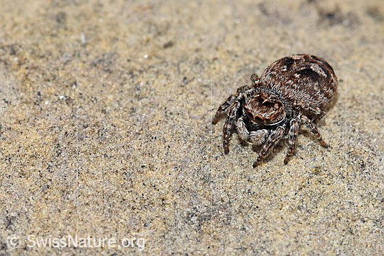 Foto: Wahrscheinlich Sitticus floricola (Springspinne). Weibchen. Länge: 5 - 6.5mm. Anicht von vorne.