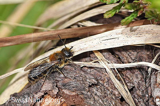 Foto: Wahrscheinlich Schwarzspornige Stängelbiene (Hoplitis leucomelana). Länge 7 - 9mm. Männchen. Wird auch Schwarzspornige Stängelmauerbiene oder Osmia leucomelana genannt. Ansicht von schräg oben.
