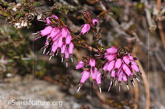 Foto: Erika (Erica carnea). Blüte und Ästchen.