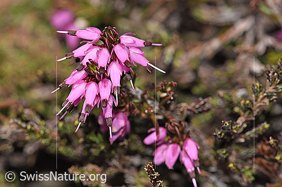 Foto: Erika (Erica carnea). Blüten.