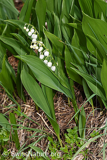 Foto: Maiglöckchen (Convallaria majalis). Ganze Pflanze (Habitus)