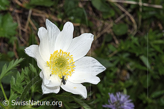Foto: Weisse Alpen-Anemone (Pulsatilla alpina). Blüte.