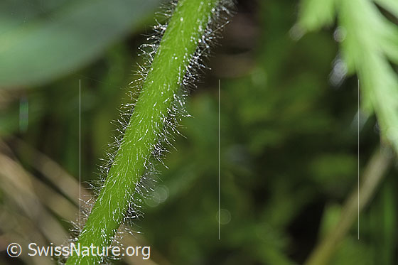 Foto: Weisse Alpen-Anemone (Pulsatilla alpina). Stängel.