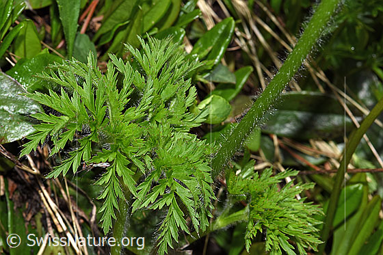 Foto: Weisse Alpen-Anemone (Pulsatilla alpina). Blätter und Stängel.
