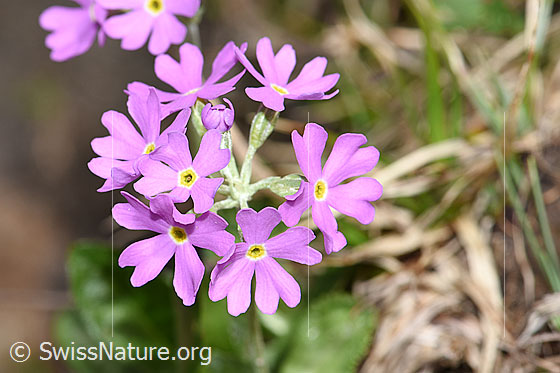 Foto: Mehl-Primel (Primula farinosa). Blüten.
