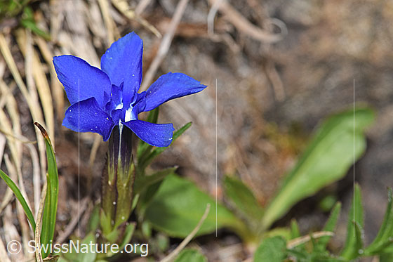 Foto: Wahrscheinlich Frühlings-Enzian (Gentiana verna). Blüte und Kelch.
