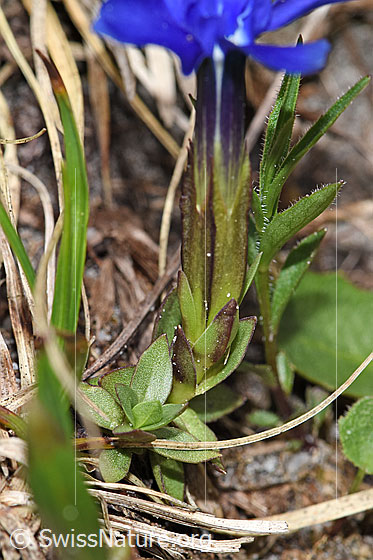 Foto: Wahrscheinlich Frühlings-Enzian (Gentiana verna). Kelch und Blätter.