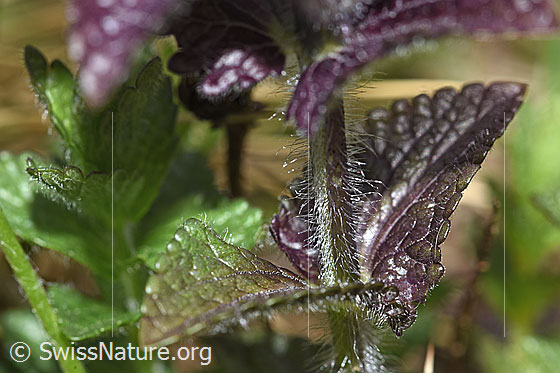 Foto: Alpenhelm (Bartsia alpina). Behaarter Stängel und Blätter.
