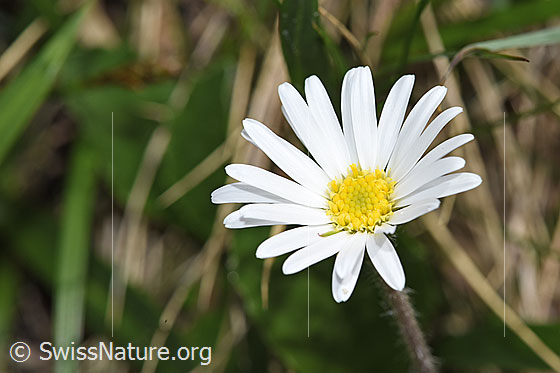 Photo: Probably Aster bellidiastrum. Blossom.