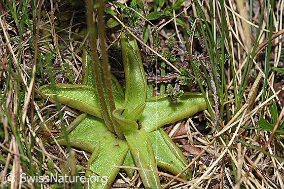 Foto: Alpen-Fettblatt (Pinguicula alpina). Blätter.
