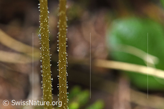 Foto: Alpen-Fettblatt (Pinguicula alpina). Stängel.