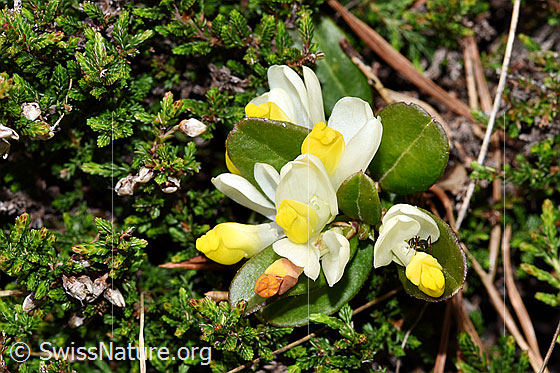 Foto: Buchsblättrige Kreuzblume (Polygala Chamaebuxus). Ganze Pflanze (Habitus). Ansicht von schräg oben.