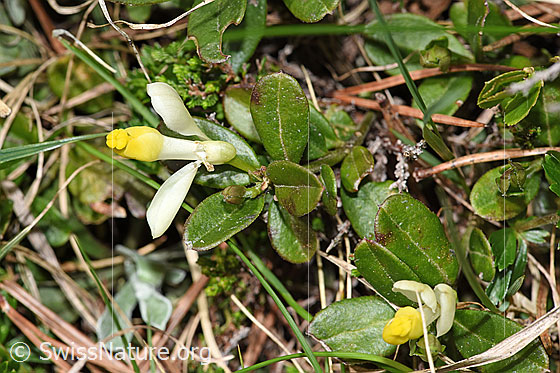 Photo: Polygala Chamaebuxus. View from above.