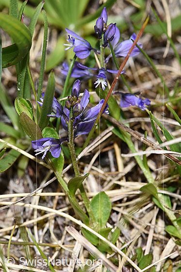 Foto: Voralpen-Kreuzblume (Polygala alpestris). Ganze Pflanze (Habitus).