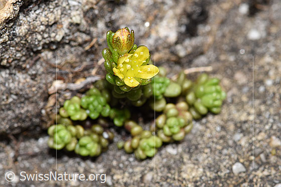 Photo: Probably Sedum alpestre. Blossom.