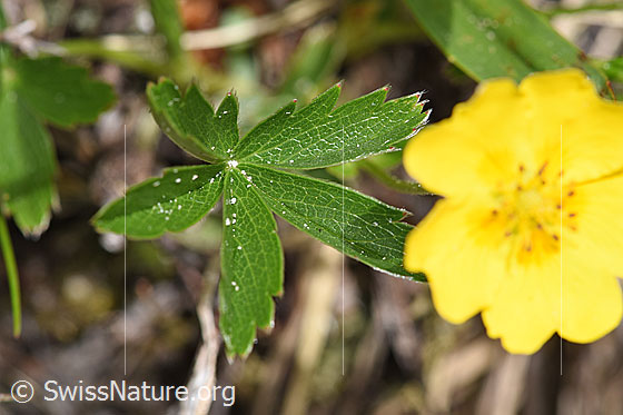 Foto: Gold-Fingerkraut (Potentilla aurea). Blätter.