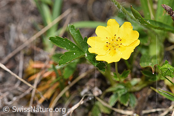 Photo: Potentilla aurea. Blossom and leaves.
