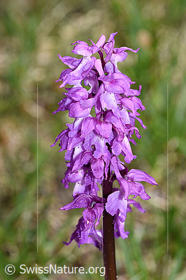 Foto: Männliches Knabenkraut (Orchis mascula). Blütenstand.