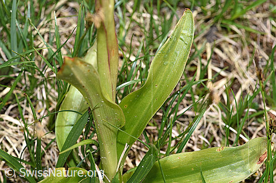 Foto: Männliches Knabenkraut (Orchis mascula). Blätter.