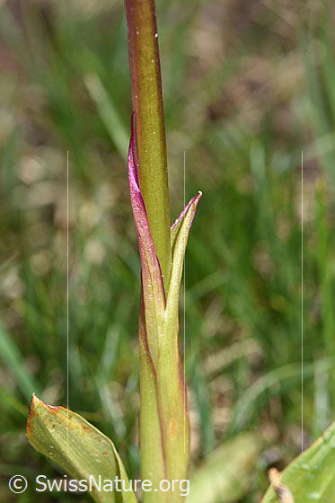 Foto: Männliches Knabenkraut (Orchis mascula). Blätter und Stängel.