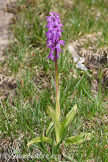 Foto: Männliches Knabenkraut (Orchis mascula). Ganze Pflanze (Habitus).