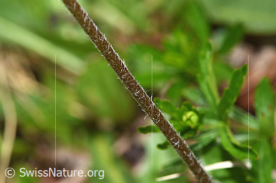 Foto: Alpenmasslieb (Aster bellidiastrum). Stängel.