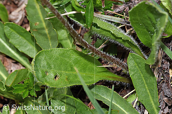 Foto: Alpenmasslieb (Aster bellidiastrum). Stängel und Blätter.