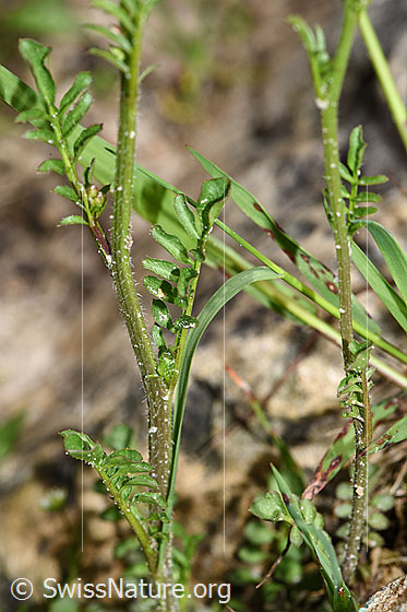 Photo: Cardamine flexuosa. Stem and stem leaves.