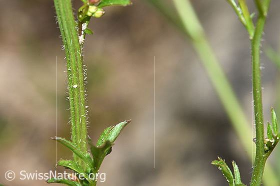 Photo: Cardamine flexuosa. Stem.