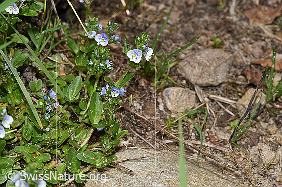 Photo: Veronica serpyllifolia. Whole plant (habiti).