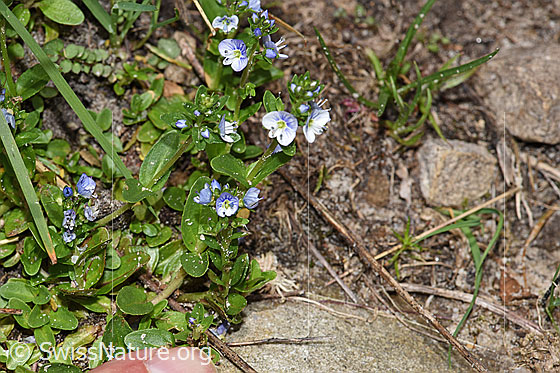 Quendel-Ehrenpreis (Veronica serpyllifolia)