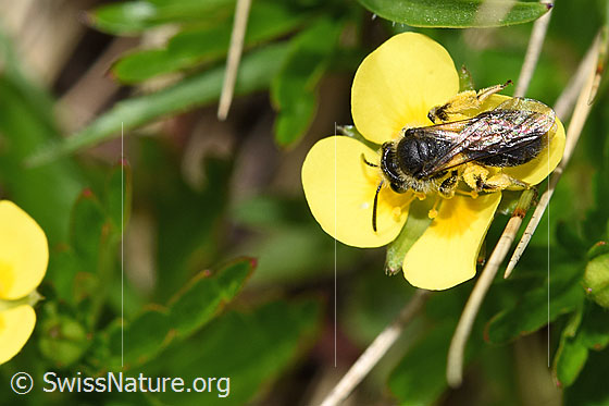 Gewöhnliche Zwergsandbiene (Andrena minutula) auf Blutwurz (Potentilla erecta)