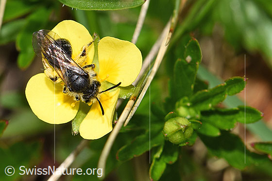 Photo: Probably Andrena minutula on Potentilla erecta. Length 5 - 7mm. View from above.