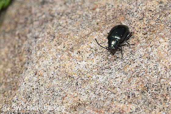 Unechter Kohlerdfloh (Altica oleracea)