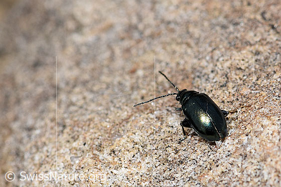 Photo: Probably Altica oleracea. Length 3.2 - 3.7Mm. Also called Haltica oleracea. View from behind.